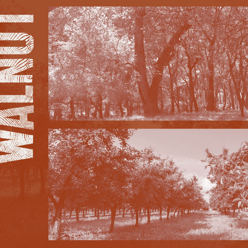 Cherry & Walnut. A celebration and appreciation of wood species.
