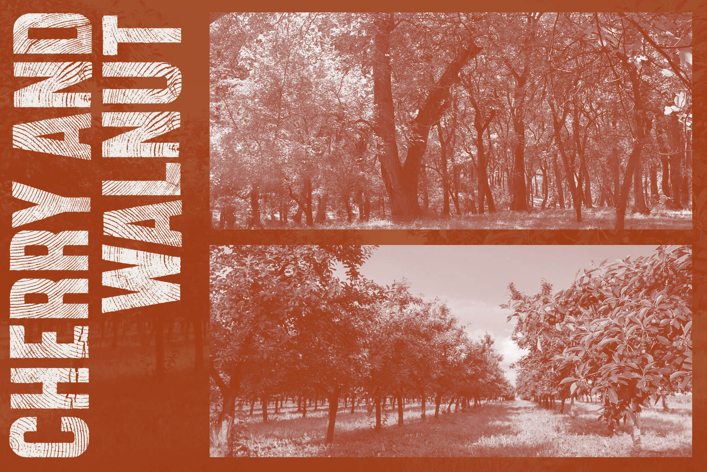 Cherry & Walnut. A celebration and appreciation of wood species.