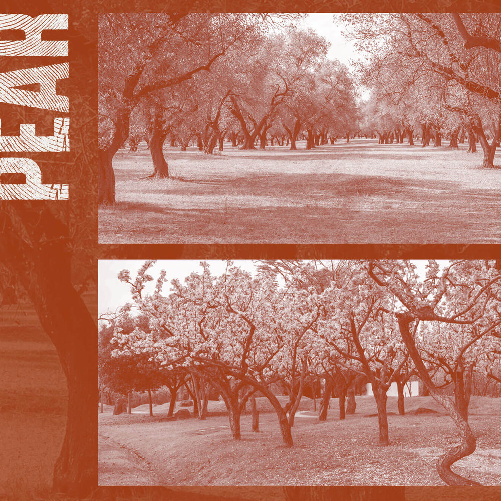 Olive & Pear. A celebration and appreciation of wood species.