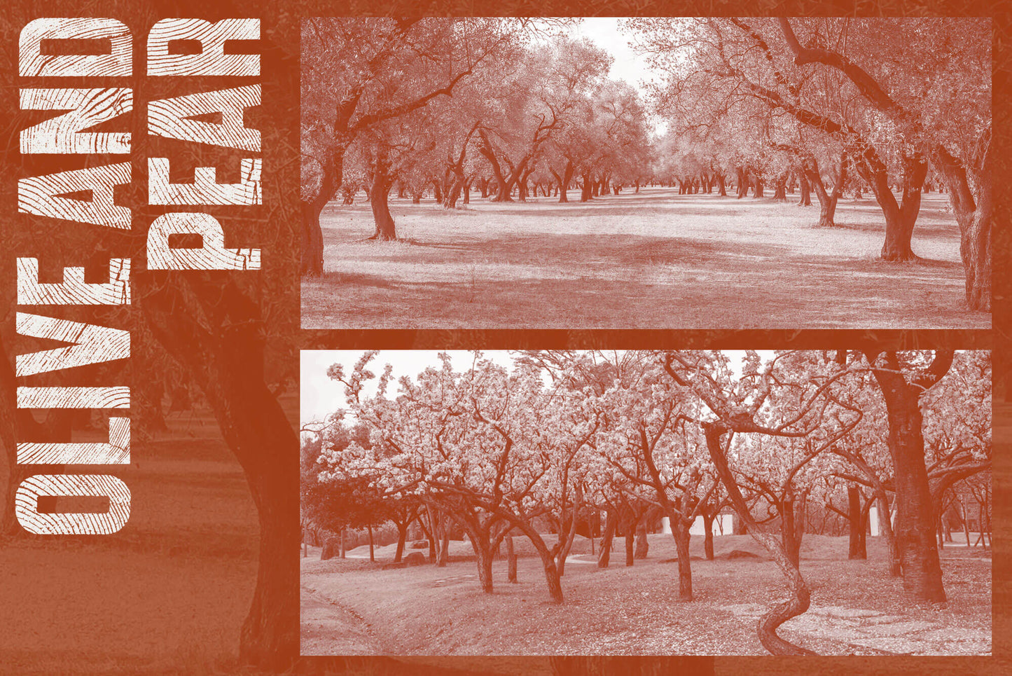 Olive & Pear. A celebration and appreciation of wood species.