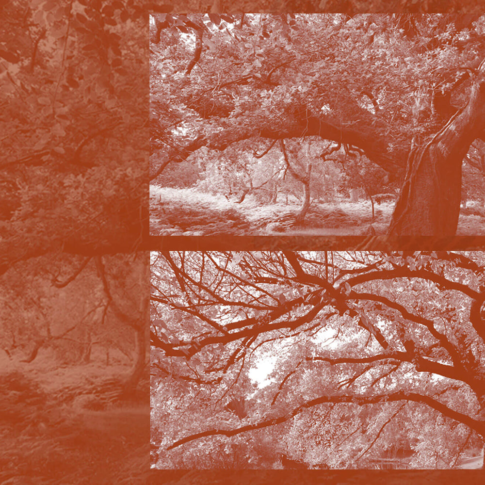 Oak & Elm. A celebration and appreciation of wood species.