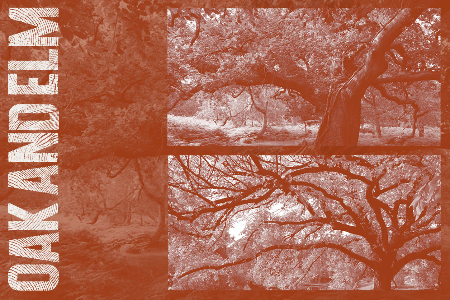 Oak & Elm. A celebration and appreciation of wood species.